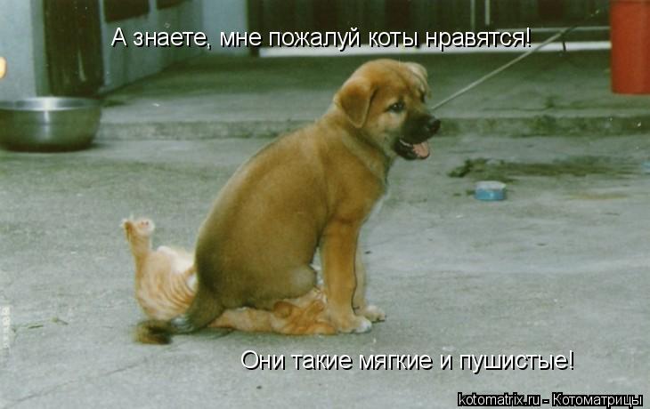 Котоматрица: А знаете, мне пожалуй коты нравятся! Они такие мягкие и пушистые!