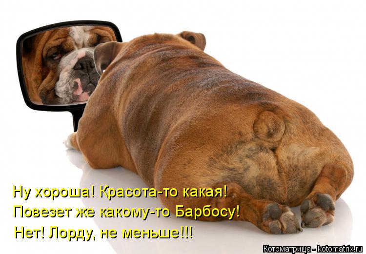 Котоматрица: Ну хороша! Красота-то какая! Повезет же какому-то Барбосу! Нет! Лорду, не меньше!!!