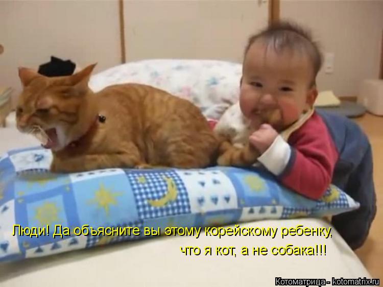 Котоматрица: Люди! Да объясните вы этому корейскому ребенку,  что я кот, а не собака!!!