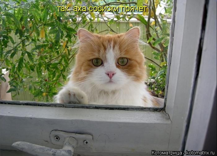 Котоматрица: так, аха сосиски прячет