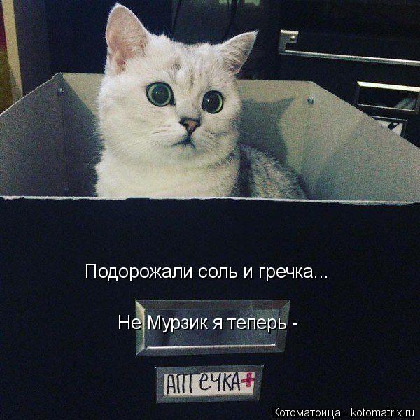 Котоматрица: Подорожали соль и гречка... Не Мурзик я теперь -