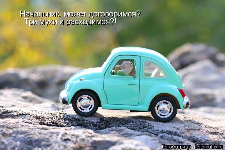 Котоматрица: Начальник, может договоримся? Три мухи и расходимся?!