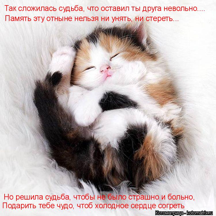 Котоматрица: Так сложилась судьба, что оставил ты друга невольно.... Но решила судьба, чтобы не было страшно и больно, Подарить тебе чудо, чтоб холодное се