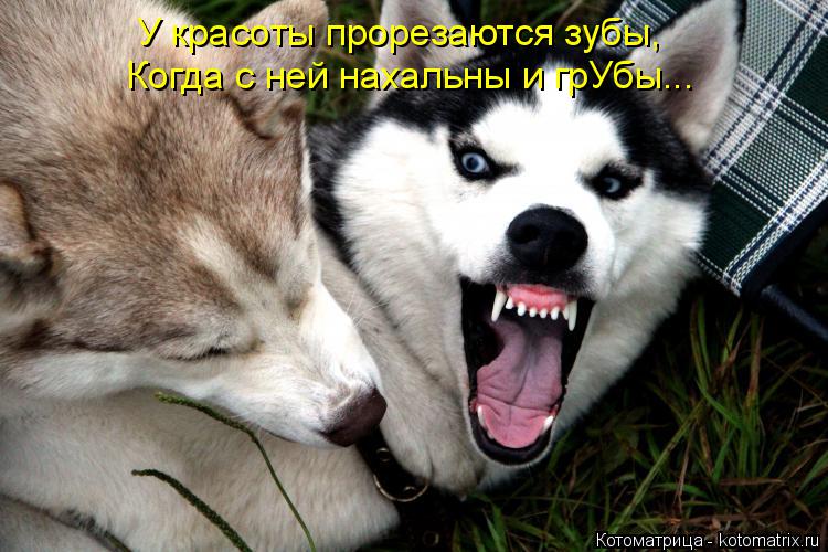 Котоматрица: У красоты прорезаются зубы, Когда с ней нахальны и грУбы...