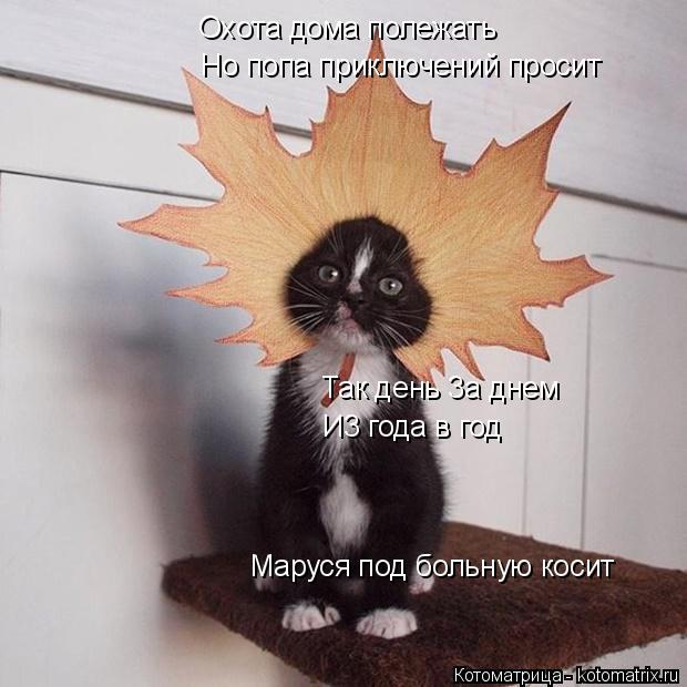 Котоматрица: Оxота дома полежать Но попа приключений просит Так день 3а днем И3 года в год Маруся под больную косит