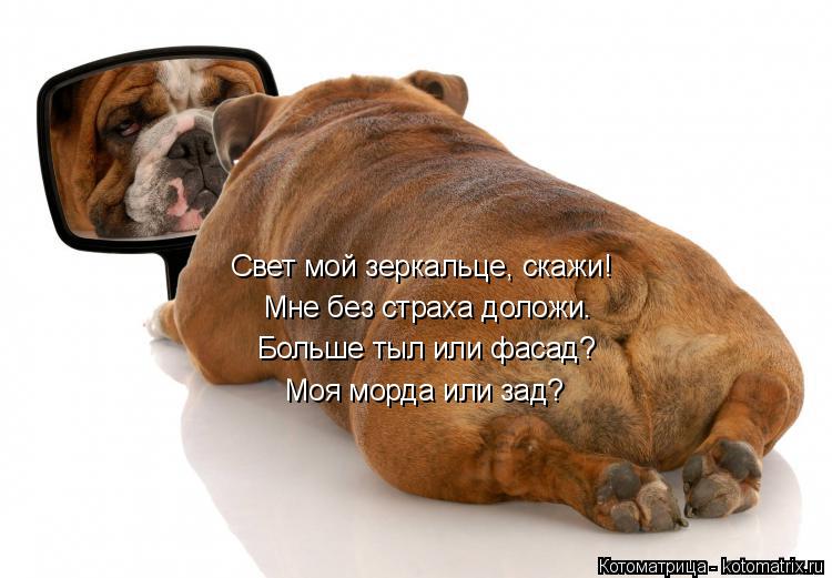 Котоматрица: Свет мой зеркальце, скажи! Мне без страха доложи. Больше тыл или фасад? Моя морда или зад?