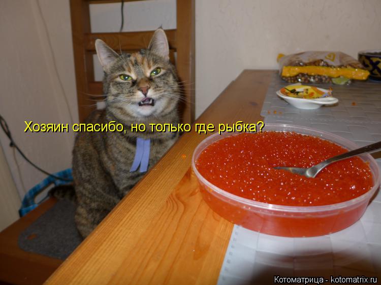 Котоматрица: Хозяин спасибо, но только где рыбка?