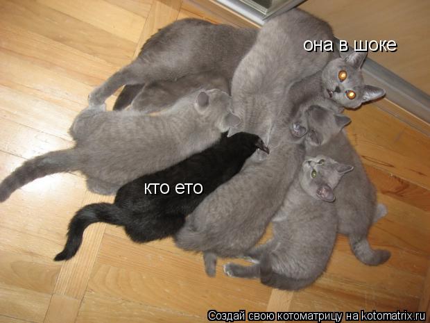 Котоматрица: она в шоке кто ето
