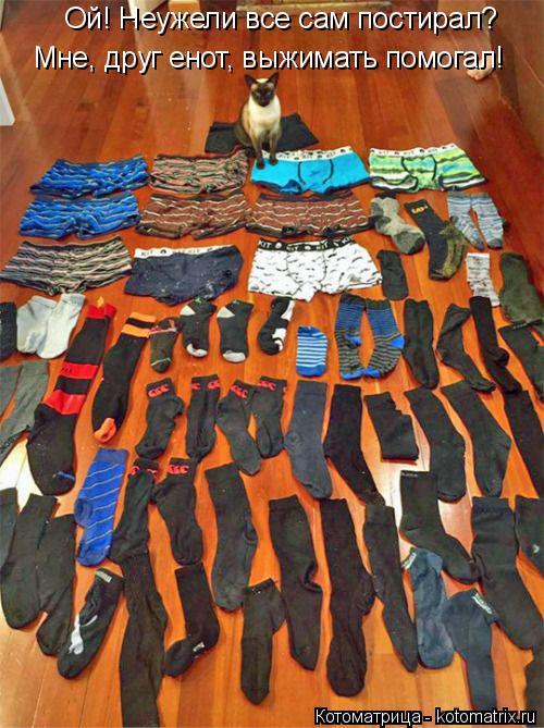 Котоматрица: Ой! Неужели все сам постирал? Мне, друг енот, выжимать помогал!