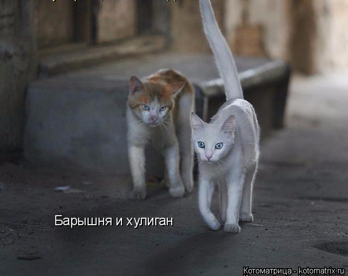 Котоматрица: Барышня и хулиган