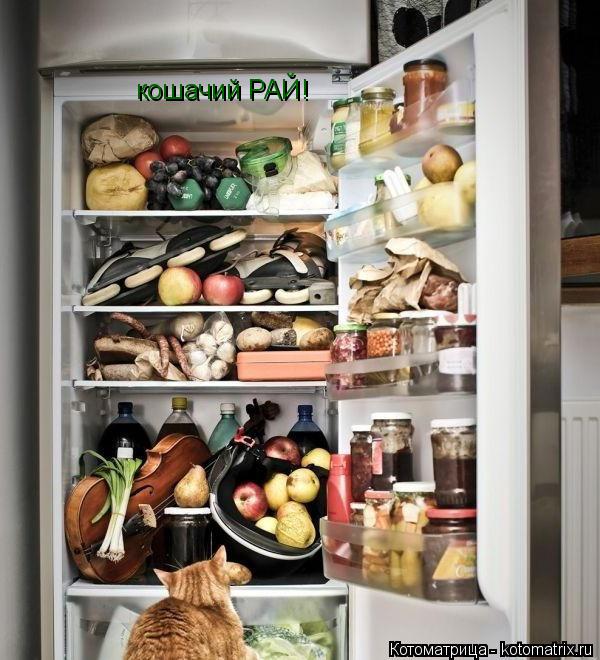 Котоматрица: кошачий РАЙ!