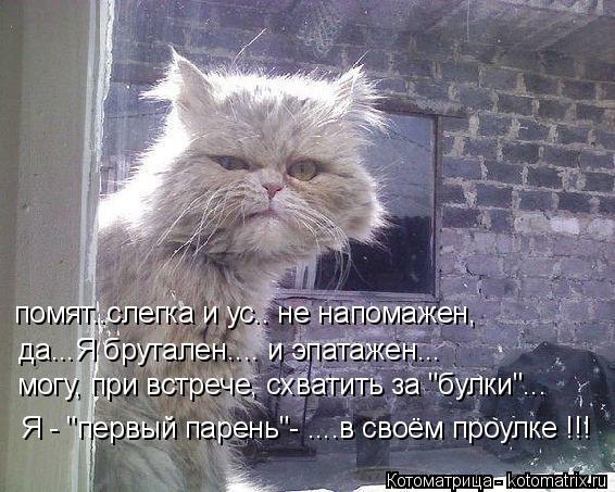 Котоматрица: помят..слегка и ус.. не напомажен, да...Я брутален.... и эпатажен... могу, при встрече, схватить за "булки"... Я - "первый парень"- ....в своём проулке !!!