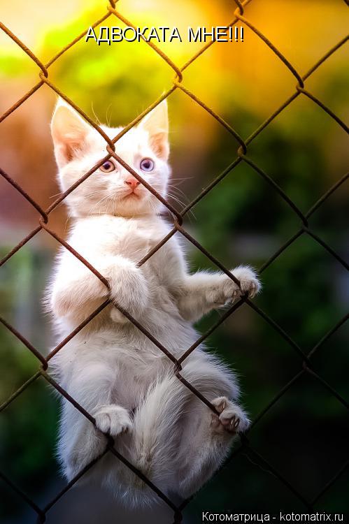 Котоматрица: АДВОКАТА МНЕ!!!