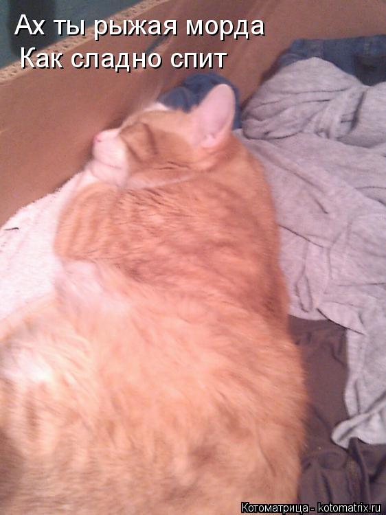 Котоматрица: Ах ты рыжая морда   Как сладно спит