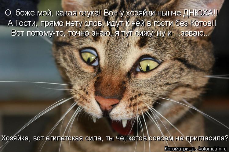 Котоматрица: О, боже мой, какая скука! Вон у хозяйки нынче ДНЮХА!! А Гости, прямо нету слов, идут к ней в гости без Котов!! Вот потому-то, точно знаю, я тут сиж