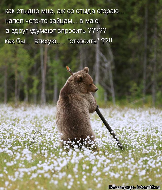 Котоматрица: как стыдно мне, аж со стыда сгораю... а вдруг удумают спросить ????? как бы ... втихую..... "откосить" ??!! напел чего-то зайцам... в маю,