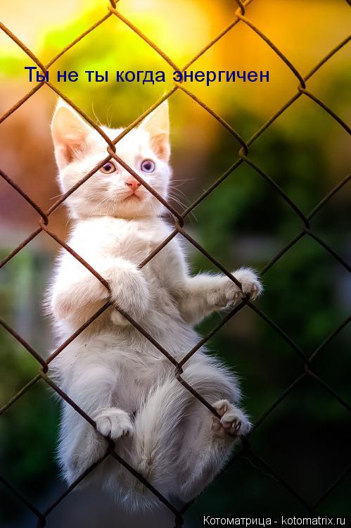 Котоматрица: Ты не ты когда энергичен