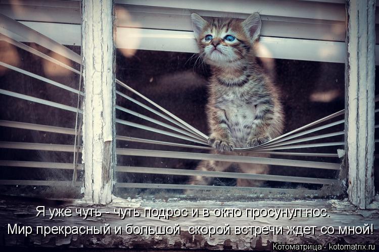 Котоматрица: Мир прекрасный и большой  скорой встречи ждет со мной! Я уже чуть - чуть подрос и в окно просунул нос.