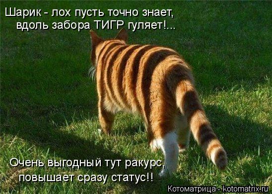 Котоматрица: Шарик - лох пусть точно знает, вдоль забора ТИГР гуляет!... Очень выгодный тут ракурс, повышает сразу статус!!