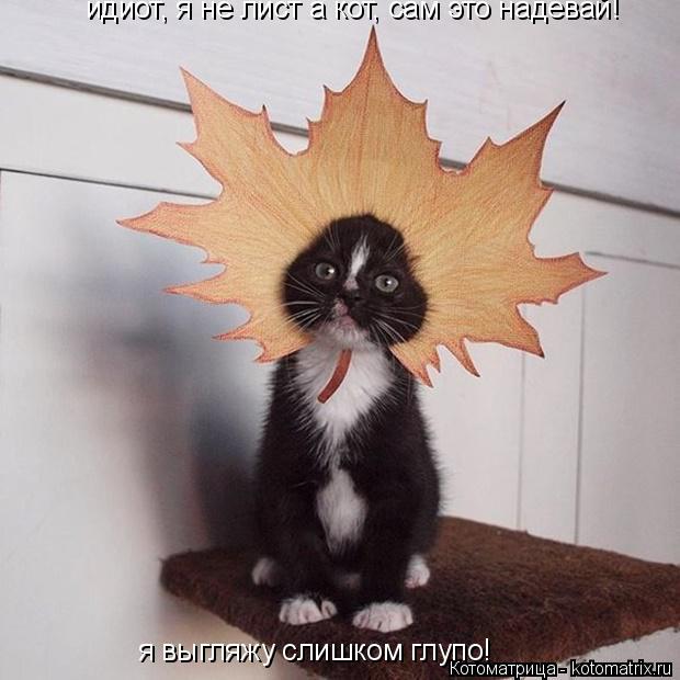 Котоматрица: идиот, я не лист а кот, сам это надевай! я выгляжу слишком глупо!