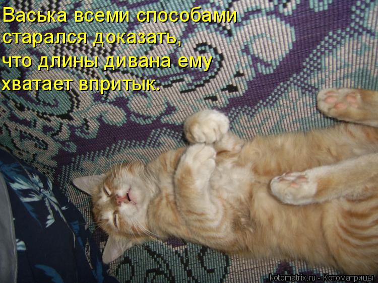 Котоматрица: Васька всеми способами старался доказать, что длины дивана ему хватает впритык.