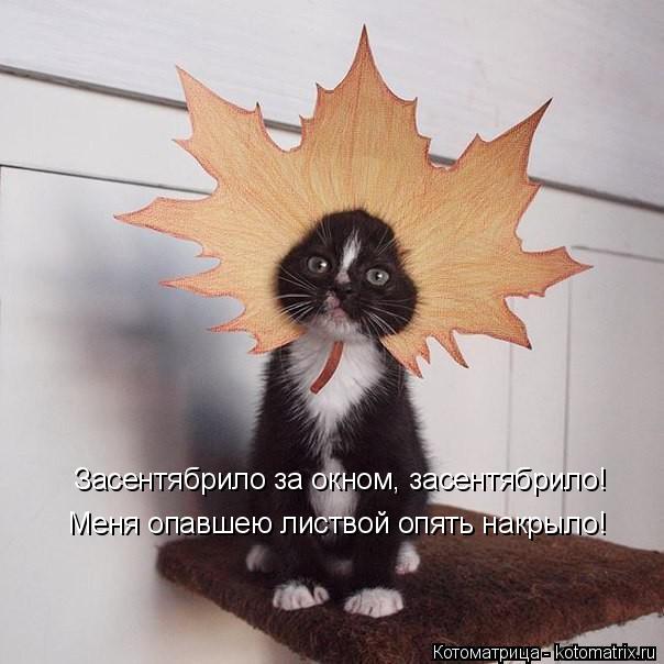 Котоматрица: Засентябрило за окном, засентябрило! Меня опавшею листвой опять накрыло!