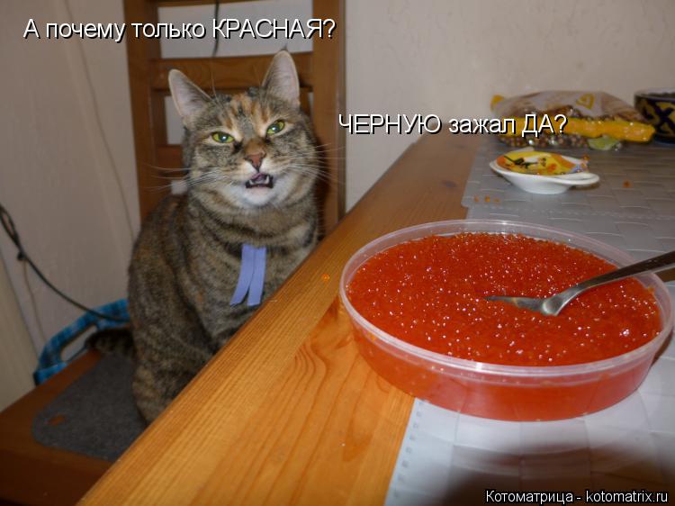 Котоматрица: А почему только КРАСНАЯ? ЧЕРНУЮ зажал ДА?