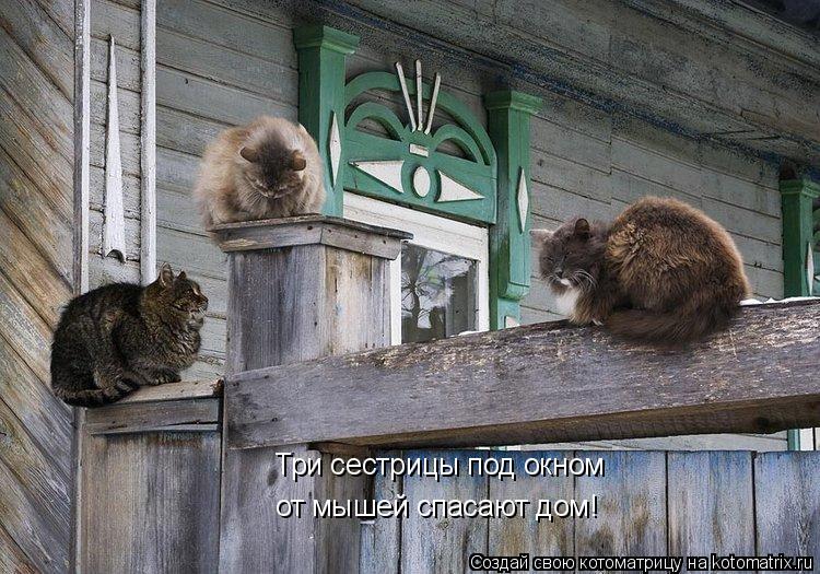 Котоматрица: Три сестрицы под окном от мышей спасают дом!