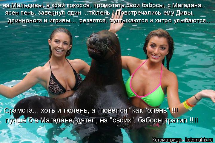 Котоматрица: на Мальдивы, в край кокосов, промотать свои бабосы, с Магадана..  ясен пень, завернул один ...тюлень ! Повстречались ему Дивы, Срамота... хоть и т