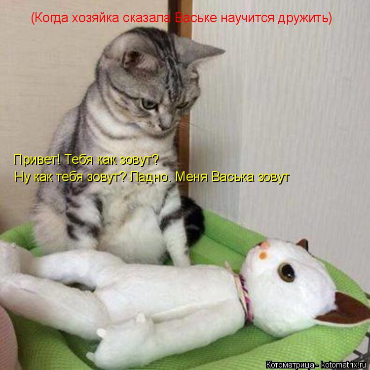 Котоматрица: (Когда хозяйка сказала Ваське научится дружить) Привет! Тебя как зовут?  Ну как тебя зовут? Ладно. Меня Васька зовут