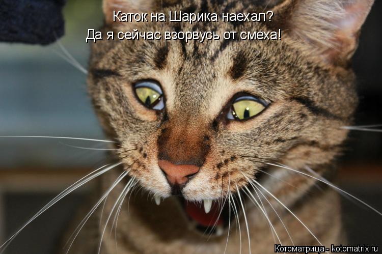 Котоматрица: Каток на Шарика наехал? Да я сейчас взорвусь от смеха!