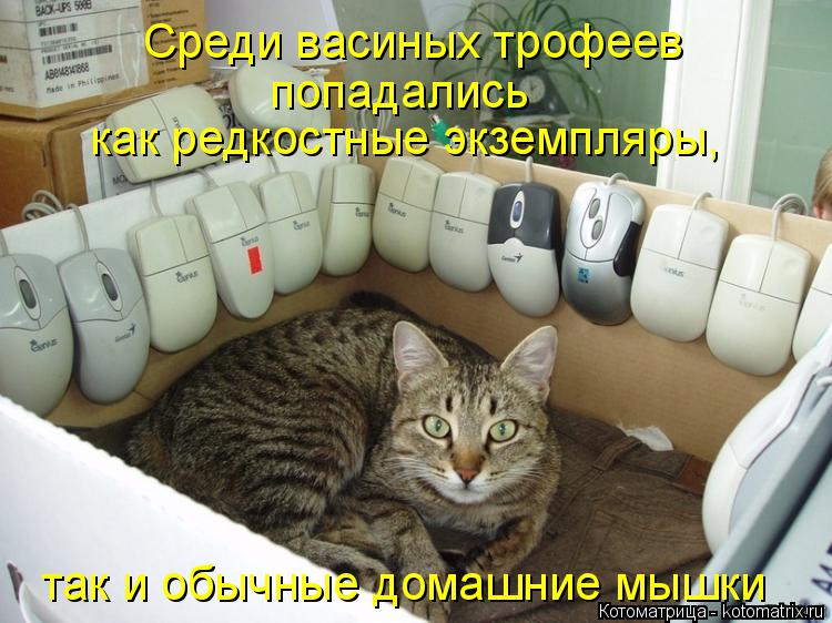 Котоматрица: Среди васиных трофеев  попадались как редкостные экземпляры, так и обычные домашние мышки