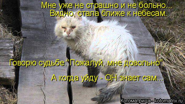 Котоматрица: Мне уже не страшно и не больно... Видно, стала ближе к небесам. Говорю судьбе:"Пожалуй, мне довольно". А когда уйду - ОН знает сам...