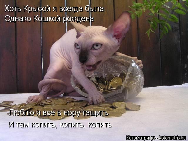 Котоматрица: Люблю я все в нору тащить Хоть Крысой я всегда была Однако Кошкой рождена И там копить, копить, копить