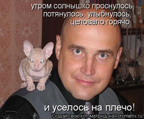 Котоматрица: утром солнышко проснулось,  потянулось, улыбнулось,  целовало горячо и уселось на плечо!