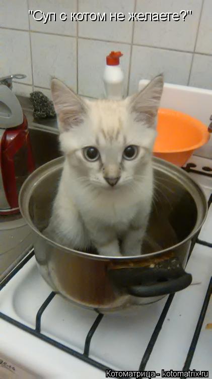 Котоматрица: "Суп с котом не желаете?"