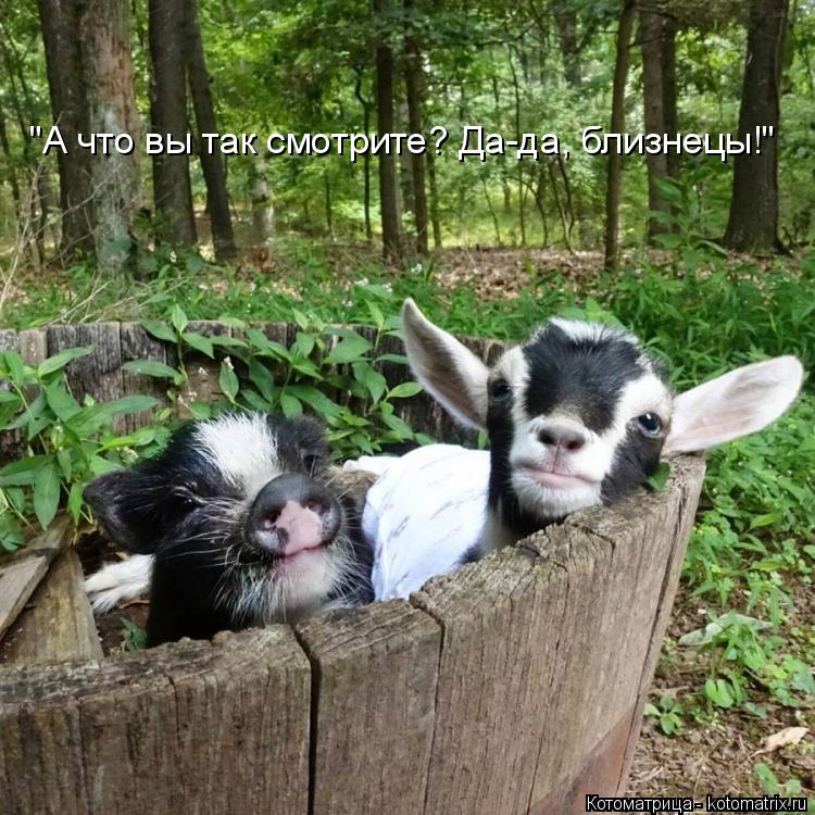 Котоматрица: "А что вы так смотрите? Да-да, близнецы!"