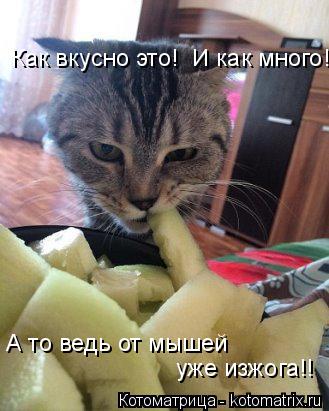 Котоматрица: Как вкусно это!  И как много!! А то ведь от мышей  уже изжога!!