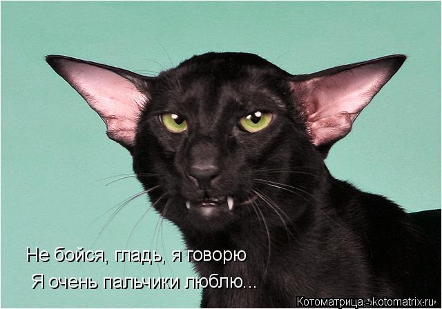 Котоматрица: Не бойся, гладь, я говорю Я очень пальчики люблю...