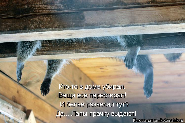 Котоматрица: Да... Лапы прачку выдают! И белье развесил тут? Вещи все перестирал! Кто-то в доме убирал.