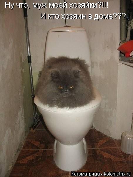 Котоматрица: Ну что, муж моей хозяйки?!!! И кто хозяин в доме???