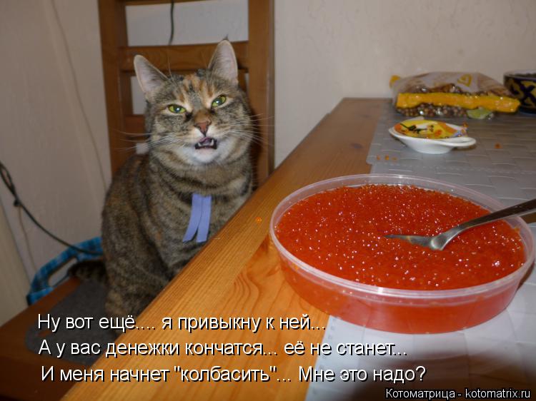 Котоматрица: Ну вот ещё.... я привыкну к ней... А у вас денежки кончатся... её не станет... И меня начнет "колбасить"... Мне это надо?