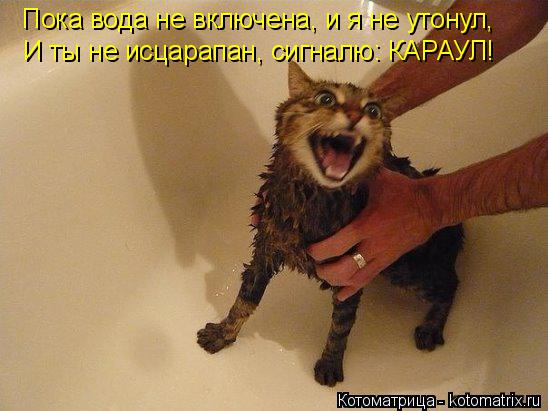 Котоматрица: Пока вода не включена, и я не утонул, И ты не исцарапан, сигналю: КАРАУЛ!