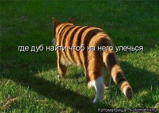 Котоматрица: где дуб найти чтоб на него улечься