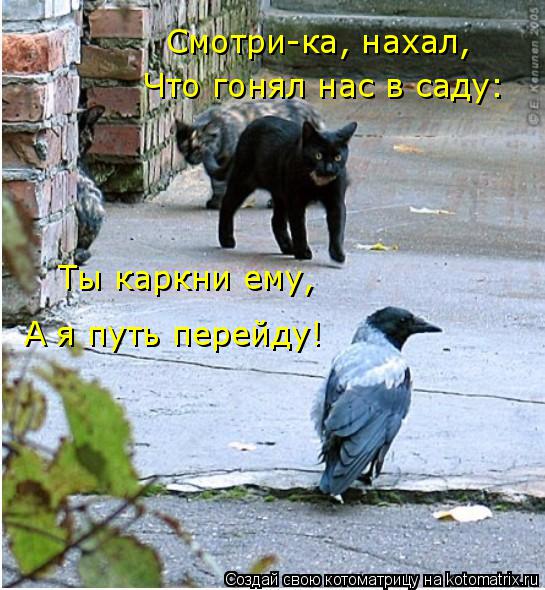 Котоматрица: Ты каркни ему,  А я путь перейду! Смотри-ка, нахал,  Что гонял нас в саду: