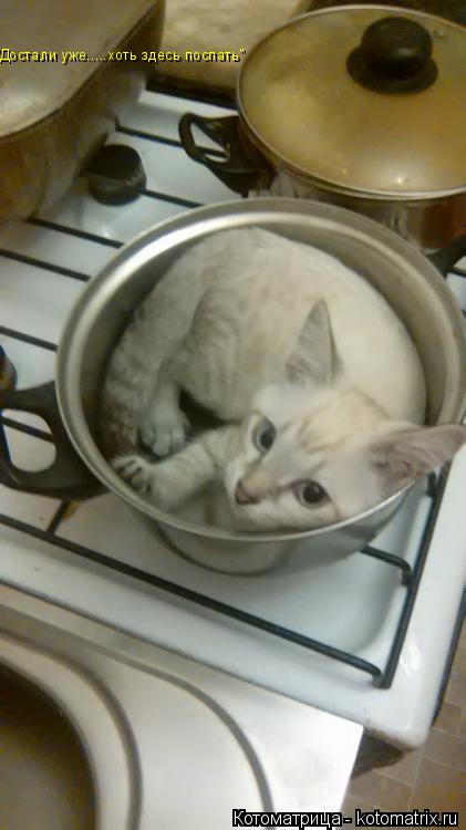 Котоматрица: "Достали уже.....хоть здесь поспать"
