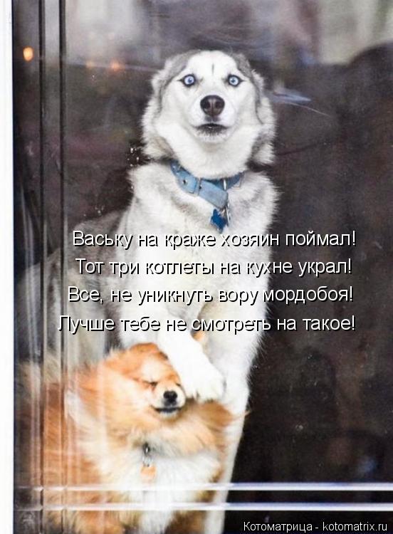 Котоматрица: Ваську на краже хозяин поймал! Все, не уникнуть вору мордобоя! Лучше тебе не смотреть на такое! Тот три котлеты на кухне украл!