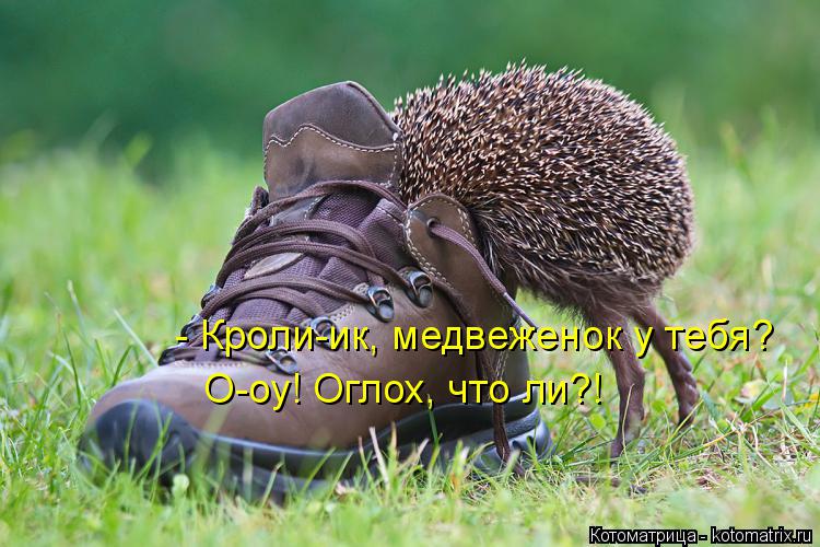 Котоматрица: - Кроли-ик, медвеженок у тебя? О-оу! Оглох, что ли?!