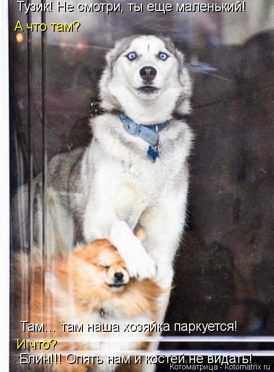 Котоматрица: Тузик! Не смотри, ты еще маленький! А что там? Там… там наша хозяйка паркуется! И что? Блин!!! Опять нам и костей не видать!
