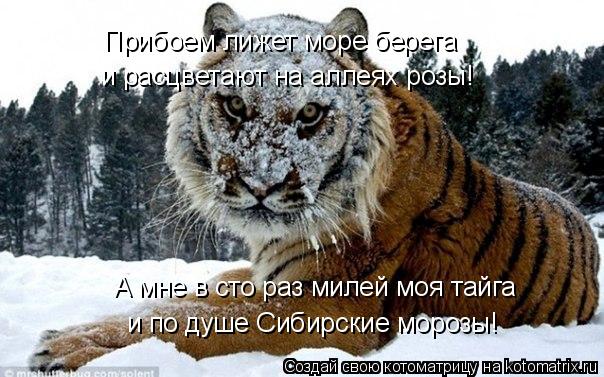 Котоматрица: А мне в сто раз милей моя тайга и по душе Сибирские морозы! и расцветают на аллеях розы! Прибоем лижет море берега